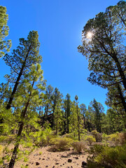 Canary pine trees or Pinus canariensis against blue sky in the forest of Teide National Park, Tenerife,
Canary Islands,Spain. 