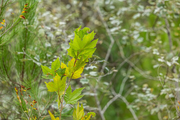 vista macro di foglie verdi e rami di giovane albero di platano occidentale (Platanus occidentalis), di giorno, in un ambiente naturale