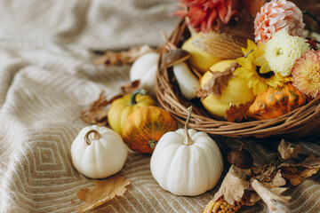 Happy Thanksgiving and Halloween. Pumpkins, autumn leaves and flowers in rustic basket on cozy blanket. Fall season and harvest in basket. Autumn holiday hygge decoration, copy space