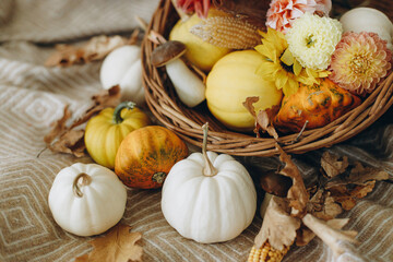 Happy Thanksgiving and Halloween. Pumpkins, autumn leaves and flowers in rustic basket on cozy blanket. Fall season and harvest in basket. Autumn holiday hygge decoration