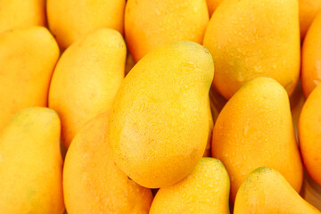 Fresh Ripe Yellow Mangoes from Hainan Island China - Tropical Fruit Harvest Display