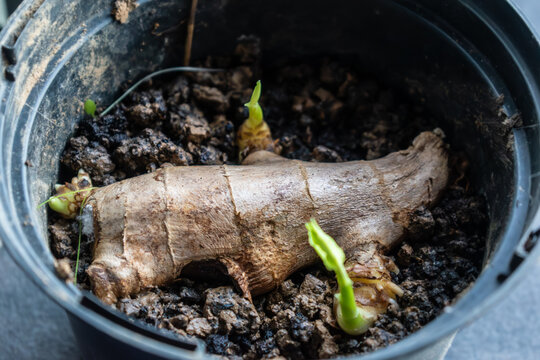 Ginger sprout to boost the immune system, zingiber officinale