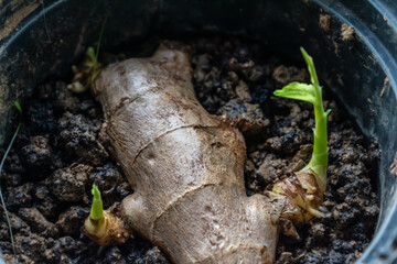 Ginger sprout to boost the immune system, zingiber officinale