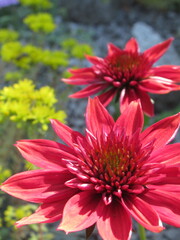 Zbliżenie na czerwone kwiaty jeżówki © Kumulugma