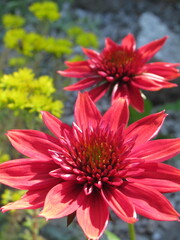 Zbliżenie na czerwone kwiaty jeżówki © Kumulugma