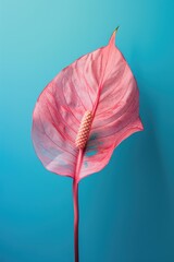 Pink Anthurium Flower Bloom on Turquoise Backdrop for Botanical Art, Design, Decor