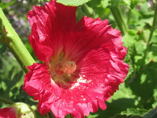 Zbliżenie na różowy kwiat malwy © Kumulugma