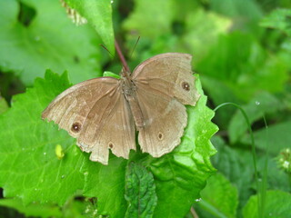 Fototapeta premium Broken Butterfly Wings on Leave