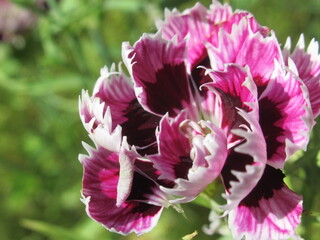 Zbliżenie na kwiaty goździka © Kumulugma