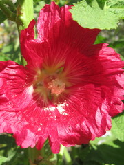 Zbliżenie na różowy kwiat malwy © Kumulugma