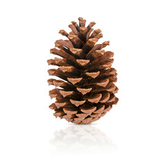 Brown pine cone isolated on transparent background with reflection. Stock photo.