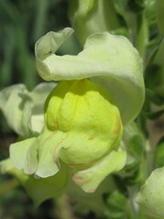 Zbliżenie na żółte kwiaty lwiej paszczy © Kumulugma