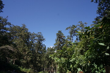 trees and sky