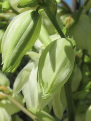 Zbliżenie na kwiat juki