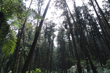 sunlight through trees