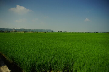 green field and blue sky