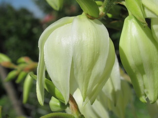 Zbliżenie na kwiat juki © Kumulugma