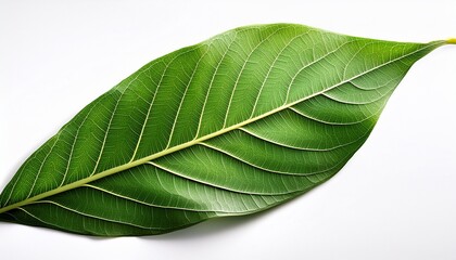 Obraz premium Green Leaves Isolated