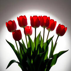 Bouquet of seven red tulips with green leaves on white vignette background fading to gray, elegant floral composition with soft shadows for spring, weddings, and design templates