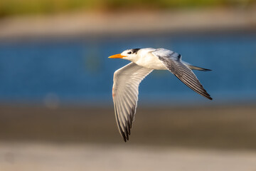 A royal tern flying over a beach