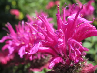 Zbliżenie na różowe kwiaty pysznogłówki © Kumulugma