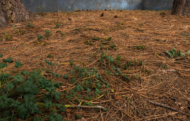 Fototapeta premium Fallen pine needles in a yard. Pine straw in a yard. Pine needle litter. Autumn season