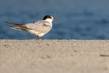 A common tern perched on a sandy beach