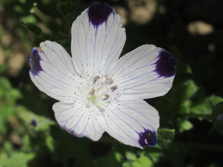 Zbliżenie na kwiat rośliny z gatunku Nemophila maculata © Kumulugma