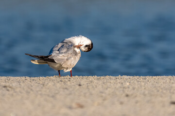 A common tern perched on a sandy beach