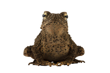 Phrynoidis aspera toad closeup on isolated background, Phrynoidis aspera toad closeup