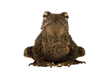 Phrynoidis aspera toad closeup on isolated background, Phrynoidis aspera toad closeup