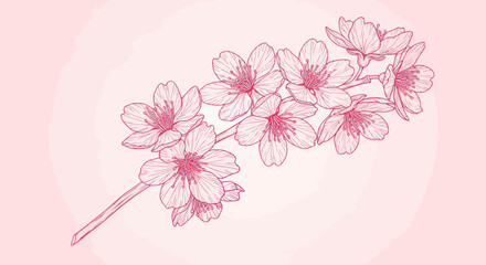 Pink cherry blossoms on a stem, on pink background