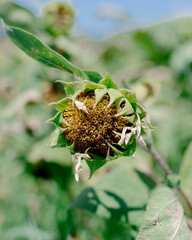 sunflower seed head