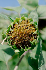 close up of a sunflower