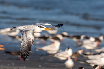 A royal tern flying over a beach