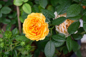 Relaxing view of natural greenery of tropical foliage plant