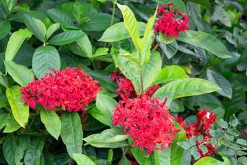 Relaxing view of natural greenery of tropical foliage plant