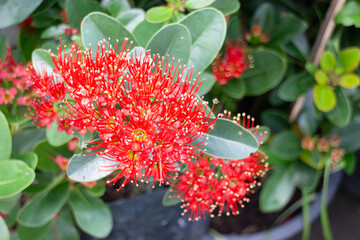 Relaxing view of natural greenery of tropical foliage plant