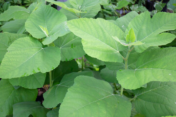 Relaxing view of natural greenery of tropical foliage plant