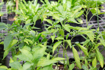 Relaxing view of natural greenery of tropical foliage plant