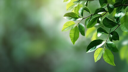 Closeup of vibrant green leaves with water droplets, illuminated by soft sunlight