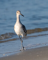 Shorebird on a sandy beach