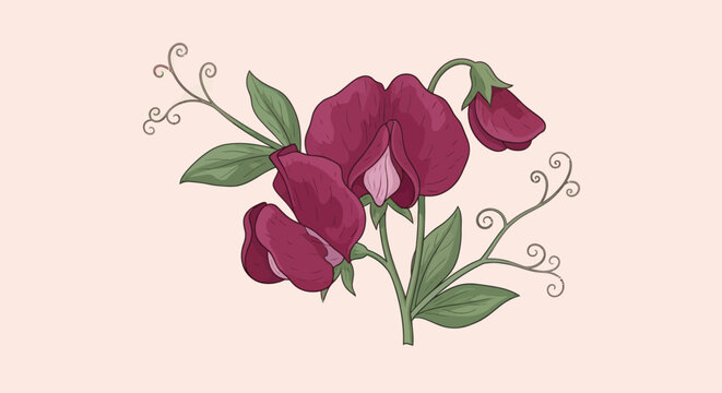 Stylized drawing three dark pink sweet pea blossoms