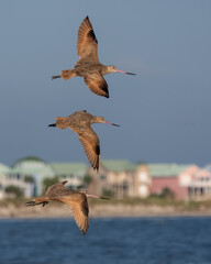 Marbled godwits flying over a beach