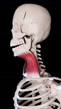 Platysma Muscle Movement Side View Vertical Video