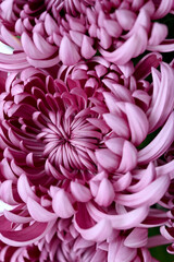 a beautiful macro image of a fluffy purple Japanese chrysanthemum