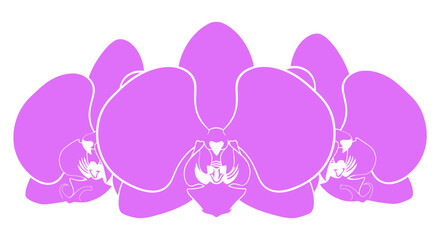 Three purple orchid flowers with white outlines on a white background
