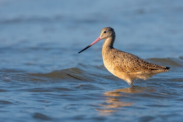 A marbled godwit walking on the shore