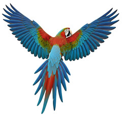 Obraz premium Flying Macaw Parrot with Wide Open Wings, isolated