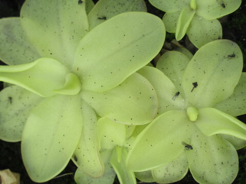 Zbliżenie na młode rozety rośliny z gatunku pinguicula